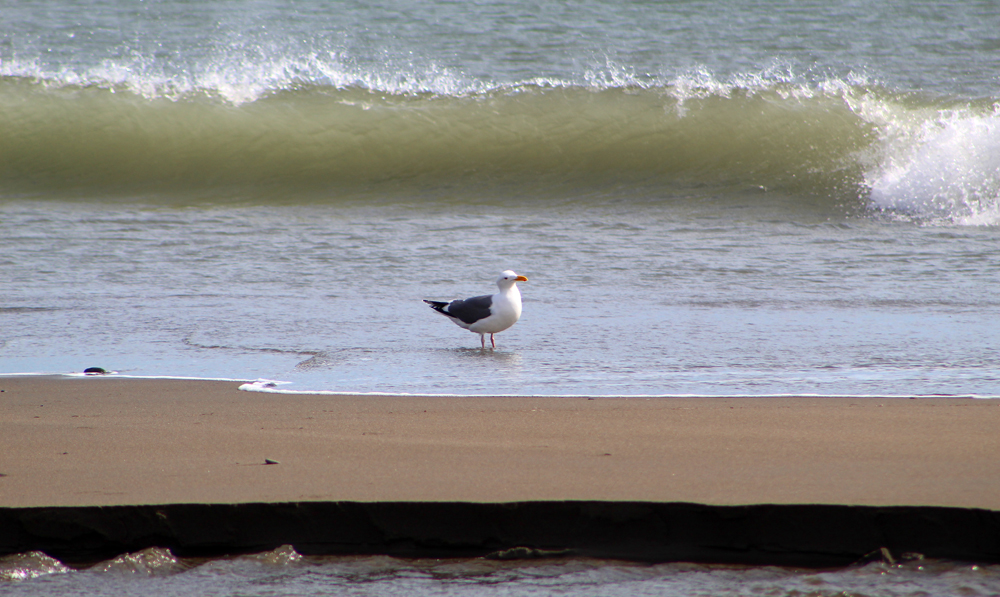 A seagull friend who posed for many shots that day. 